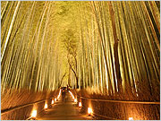 嵐山　花灯路竹道　１２－１０